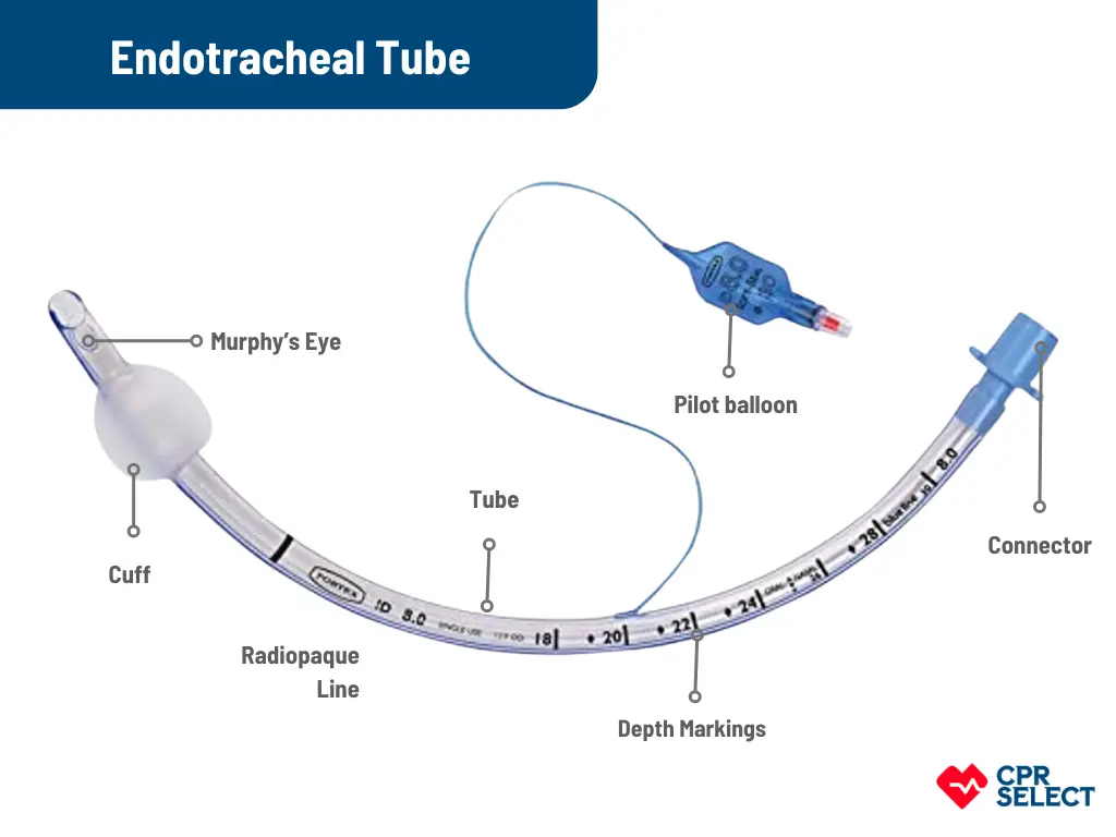 Endotracheal tube anatomy